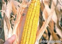 Maize | Maize Exporter | Corn Grain Seller | Maize Buyer | Bulk Maize Grain Importer | Corn bean Buyer | Corn bean Wholesaler | Corn Grain Manufacturer | Best Quality Corn Grain | Cheap Maize Supplier | Low Price Corn | Yellow Corn | White Cron | Baby Ma