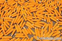 Maize | Maize Exporter | Corn Grain Seller | Maize Buyer | Bulk Maize Grain Importer | Corn bean Buyer | Corn bean Wholesaler | Corn Grain Manufacturer | Best Quality Corn Grain | Cheap Maize Supplier | Low Price Corn | Yellow Corn | White Cron | Baby Ma