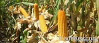 maize grain