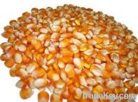 Maize | Maize Exporter | Corn Grain Seller | Maize Buyer | Bulk Maize Grain Importer | Corn bean Buyer | Corn bean Wholesaler | Corn Grain Manufacturer | Best Quality Corn Grain | Cheap Maize Supplier | Low Price Corn | Yellow Corn | White Cron | Baby Ma