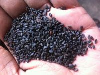 BLACK SESAME SEED