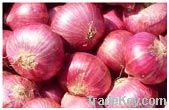 Fresh red onion, Red onion