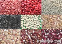 we Supply a variety of beans