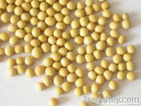Yellow soybean origin from China with high protein