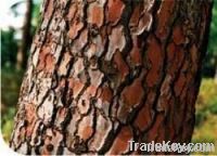 pine bark extract