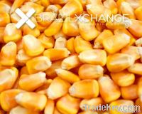 Yellow Corn