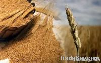 Wheat | Wheat exporter | Wheat distributor | Wheat wholesaler | Wheat supplier | Wheat importer |  Wheat |Wheat for sale | long grain Wheat exporter | buy Wheat online | Wheat for sale |  Wheat exporter | Wheat wholesaler | long grain Wheat buyer |  Wheat