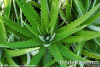 Aloe vera extract by UV