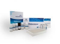 Human RNASE3/ECP(Ribonuclease A3/Eosinophil Cationic Protein) ELISA Kit