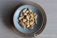 Pine Nut Kernels