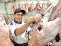 fresh carcass of lamb, goat halal certified