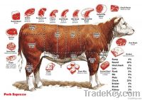 Beef Exporter From India