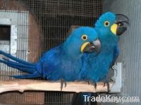 Hyacinth macaw parrots