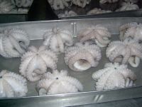 FROZEN OCTOPUS VULGARIS