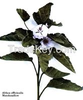 Herbal cigarette raw materials Marshmallow leaves