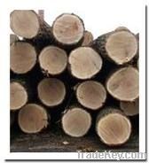Oak Logs and Sawn material