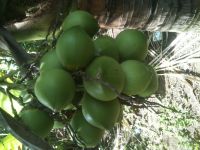 Green Coconut