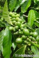 Paradise Mountain Coffee Beans