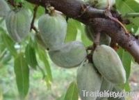 Ferragnes and Ferrostar Almond Saplings / Seedlings