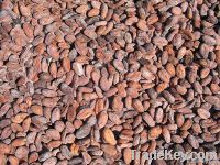 Cocoa Beans