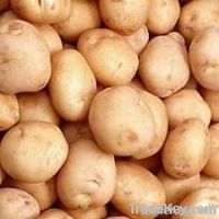 Potato Granula