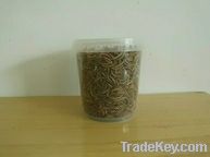 dried-mealworms