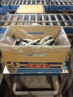 Pacific mackerel frozen whole round
