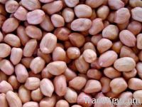 Top Quality Peanut Kernels Available