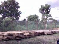 Teak Lumber / Sawn Teak Timber