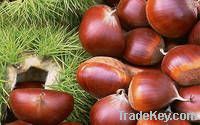 Quality Fresh Chestnuts