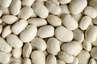 White Navy Beans From South Africa