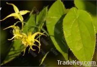 Epimedium extract