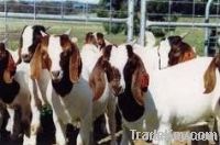 full blooded boer goats and oercentage boer goats