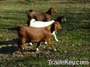 full blooded boer goats and oercentage boer goats