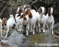 PERCENTAGE AND PURE blooded boer goats and oercentage boer goats