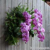 Living Wall Planters