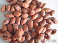 Roasted & Salted Peanut Kernel Redskin 24/28