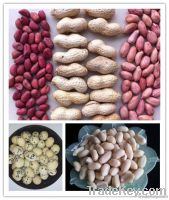 Peanuts in Shell Peanuts in the Shell Groundnuts