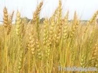 Wheat | Wheat exporter | Wheat distributor | Wheat wholesaler | Wheat supplier | Wheat importer |  Wheat |Wheat for sale | long grain Wheat exporter | buy Wheat online | Wheat for sale |  Wheat exporter | Wheat wholesaler | long grain Wheat buyer |  Wheat