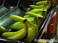 YELLOW CAVENDISH BANANA