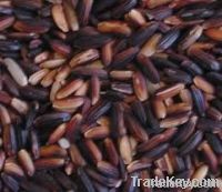 Thai Black Rice