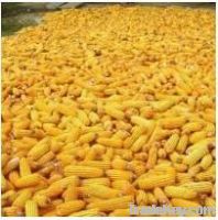 Maize | Maize Exporter | Corn Grain Seller | Maize Buyer | Bulk Maize Grain Importer | Corn bean Buyer | Corn bean Wholesaler | Corn Grain Manufacturer | Best Quality Corn Grain | Cheap Maize Supplier | Low Price Corn | Yellow Corn | White Cron | Baby Mai