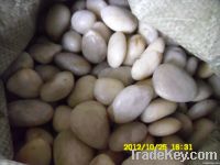 Natural White Polished Pebbles