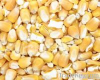 Maize | Maize Exporter | Corn Grain Seller | Maize Buyer | Bulk Maize Grain Importer | Corn bean Buyer | Corn bean Wholesaler | Corn Grain Manufacturer | Best Quality Corn Grain | Cheap Maize Supplier | Low Price Corn | Yellow Corn | White Cron | Baby Mai