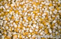 FD freeze dried dehydrated corn