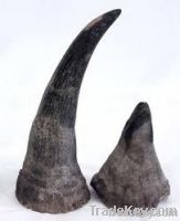 White Horn and baby rhinoceros for sale
