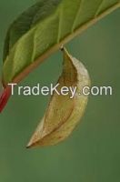 Butterfly Pupae from Philippines