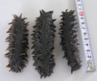 Dried Sea Cucumber