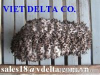 Dried Sea Cucumber