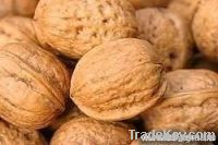 Walnut Buyers | Walnut Importer | Buy Walnut | Walnut Buyer | Low Price Walnut | Cashewnut Suppliers | Cheap Walnut | Wholesale Walnut | Discounted Walnut 